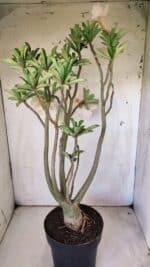 Planta Dobrada 2960 – 60cm – 05 anos - Imagem 8