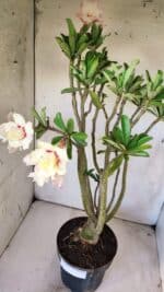 Planta Dobrada 2960 – 60cm – 05 anos - Imagem 7