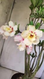 Planta Dobrada 2960 – 60cm – 05 anos - Imagem 4