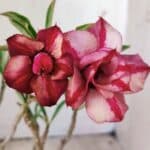 Planta Dobrada 2961 – 30cm – 02 anos