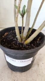 Planta Dobrada 2961 – 30cm – 02 anos - Imagem 8