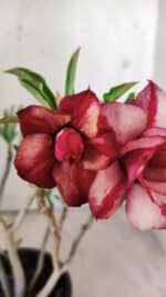 Planta Dobrada 2961 – 30cm – 02 anos - Imagem 4