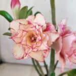 Planta Dobrada 2962 – 30cm – 02 anos