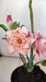 Planta Dobrada 2962 – 30cm – 02 anos