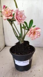 Planta Dobrada 2962 – 30cm – 02 anos - Imagem 7