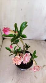 Planta Dobrada 2962 – 30cm – 02 anos - Imagem 5