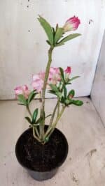 Planta Dobrada 2962 – 30cm – 02 anos - Imagem 6
