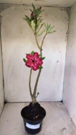 Planta Dobrada 2963 – 30cm – 02 anos - Imagem 2