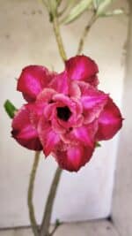 Planta Dobrada 2963 – 30cm – 02 anos