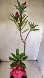 Planta Dobrada 2963 – 30cm – 02 anos - Imagem 8