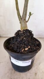 Planta Dobrada 2963 – 30cm – 02 anos - Imagem 7