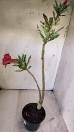 Planta Dobrada 2963 – 30cm – 02 anos - Imagem 5