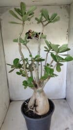 Planta Dobrada 2964 – 60cm – 06 anos - Imagem 9