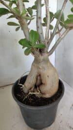 Planta Dobrada 2964 – 60cm – 06 anos - Imagem 8