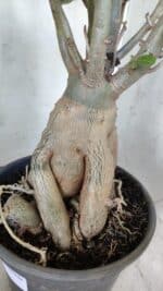 Planta Dobrada 2964 – 60cm – 06 anos - Imagem 5