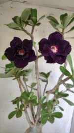 Planta Dobrada 2964 – 60cm – 06 anos - Imagem 3