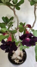 Planta Dobrada 2964 – 60cm – 06 anos - Imagem 4