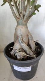 Planta Dobrada 2964 – 60cm – 06 anos - Imagem 14