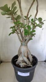 Planta Dobrada 2964 – 60cm – 06 anos - Imagem 13