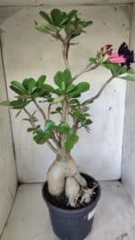 Planta Dobrada 2964 – 60cm – 06 anos - Imagem 12