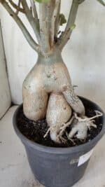 Planta Dobrada 2964 – 60cm – 06 anos - Imagem 11