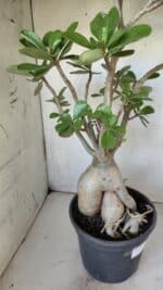 Planta Dobrada 2964 – 60cm – 06 anos - Imagem 10