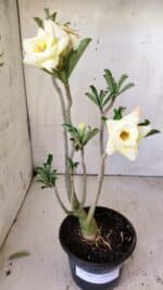 Planta Dobrada 2965 – 30cm – 02 anos - Imagem 2