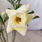 Planta Dobrada 2965 – 30cm – 02 anos