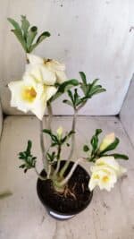 Planta Dobrada 2965 – 30cm – 02 anos - Imagem 4