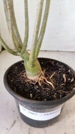 Planta Dobrada 2965 – 30cm – 02 anos - Imagem 6