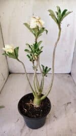 Planta Dobrada 2965 – 30cm – 02 anos - Imagem 5