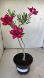 Planta Dobrada 2966 – 30cm – 02 anos - Imagem 2