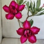 Planta Dobrada 2966 – 30cm – 02 anos