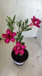 Planta Dobrada 2966 – 30cm – 02 anos - Imagem 4