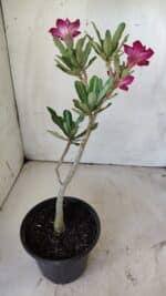 Planta Dobrada 2966 – 30cm – 02 anos - Imagem 5