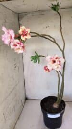 Planta Dobrada 2967 – 50cm – 04 anos - Imagem 2