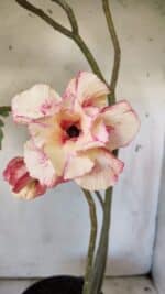 Planta Dobrada 2967 – 50cm – 04 anos - Imagem 4