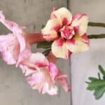 Planta Dobrada 2967 – 50cm – 04 anos