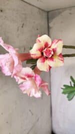 Planta Dobrada 2967 – 50cm – 04 anos