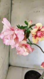 Planta Dobrada 2967 – 50cm – 04 anos - Imagem 5