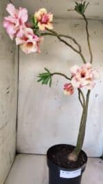 Planta Dobrada 2967 – 50cm – 04 anos - Imagem 9