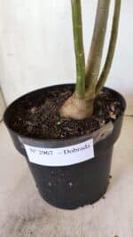 Planta Dobrada 2967 – 50cm – 04 anos - Imagem 8