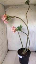 Planta Dobrada 2967 – 50cm – 04 anos - Imagem 7