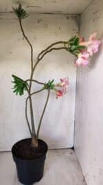 Planta Dobrada 2967 – 50cm – 04 anos - Imagem 6