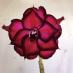 Planta Dobrada 2968 – 30cm – 02 anos