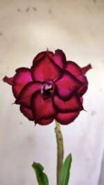 Planta Dobrada 2968 – 30cm – 02 anos