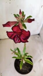 Planta Dobrada 2968 – 30cm – 02 anos - Imagem 4