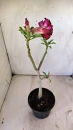 Planta Dobrada 2968 – 30cm – 02 anos - Imagem 5