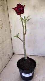 Planta Dobrada 2968 – 30cm – 02 anos - Imagem 6