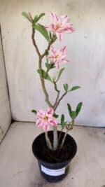 Planta Dobrada 2969 – 30cm – 02 anos - Imagem 2